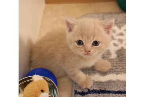 成約済の大阪府のスコティッシュフォールド-7445の1枚目